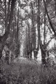 Липовая аллея в усадебном парке. 1960-е годы