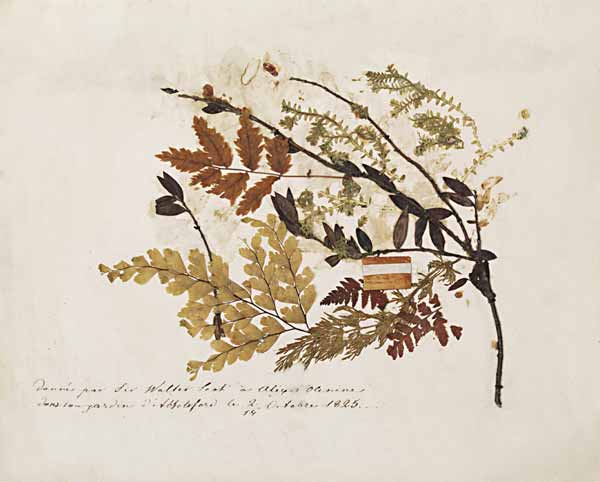     .   ... 1825. *.  : Donn par Sir Walter Scot  Alexis Olenin dans son jardin dAbbotsford le 2/14 Octobre 1825  (           2/14  1825)
