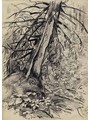 Е.И.Плехан. Сломанное дерево. Костромская область. 1964. Бумага, карандаш