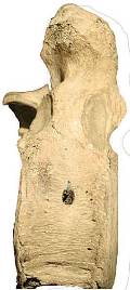 Позвонок самки мамонта с отверстием от копья древнего охотника