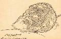Э.К.Липгарт. И.С.Тургенев на смертном одре. Открытка по рисунку с натуры. 5 сентября 1885. Архив ГЭ