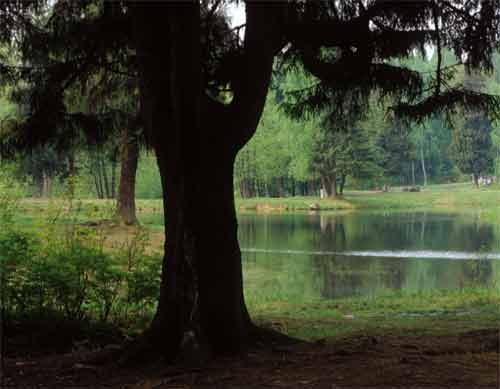 	Шуваловский парк. Нижний пруд, или Рубаха Наполеона
