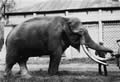 Слон, подаренный зоосаду императором Александром II. 1870